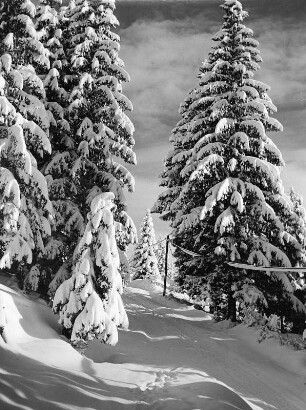 Winterbilder. Verschneite Nadelbäume