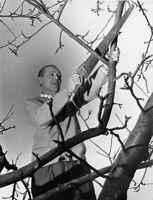 In einem Schrebergarten. Ein Obstbaum wird beschnitten. Ein Mann sägt einen Ast ab