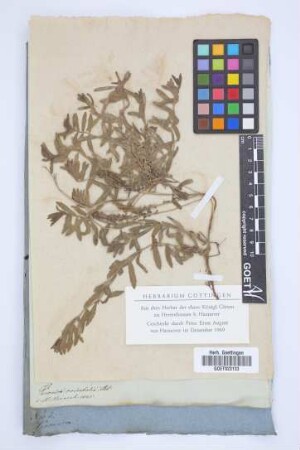 Veronica orientalis Ait.