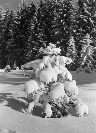 Winterbilder. Kleiner schneebedeckter Nadelbaum