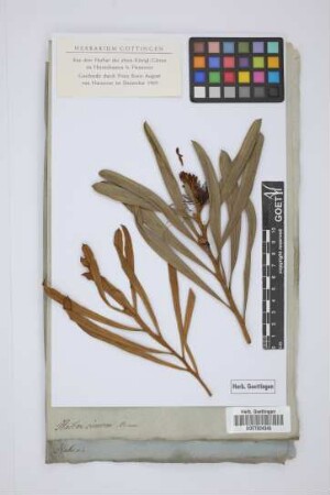 Hakea cinerea Brown
