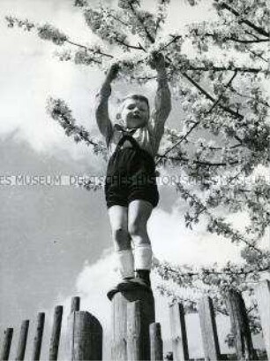 Junge pflückt Baumblüten