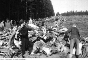 Dresden. Stukenroden für die frierende Bevölkerung im Winter 1946/47, 1947