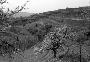 Amoltern: Blütenbaum und Weinberg
