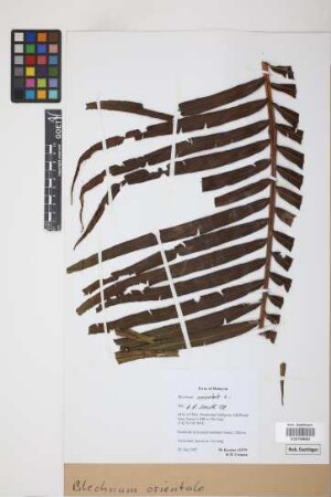 Blechnum orientale L.