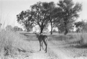 Ein Muli : Muli auf einer Straße durch eine Savannenlandschaft