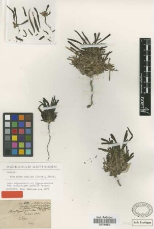 Chilostigma pumilum Hochst. [type]