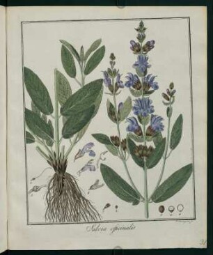 31r, Salvia officinalis