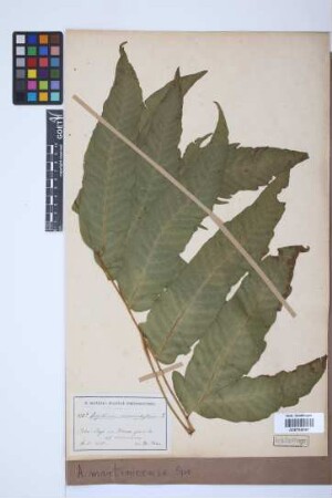 Aspidium martinicense Spreng.
