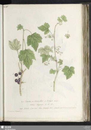 Le Cassis ou Groseiller à Fruit noir