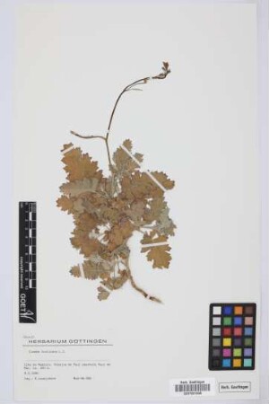 Crambe fruticosa L.f.