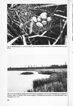 Bleßhuhngelege im Nest aus Binsen