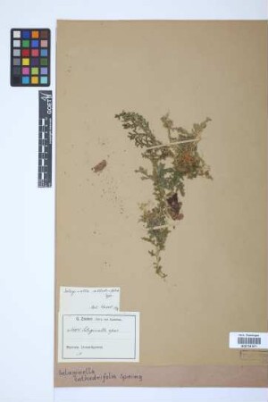 Selaginella cathedrifolia Spring