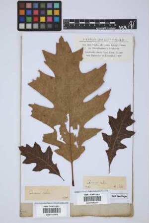 Quercus rubra L.