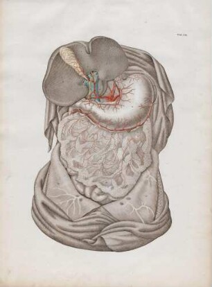 Die Arterien des Magens und der Leber