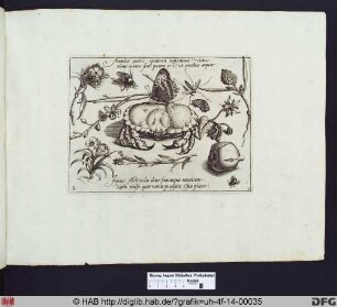 Krebs mit Blumen und Insekten