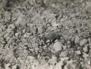 Hamster (Cricetus Cricetus L.), auf einem Brachacker