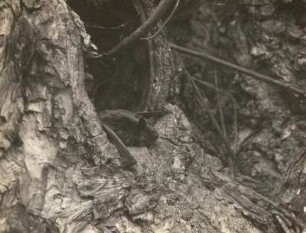 Wasserfledermaus (Myotis daubentonii KUHL.), vor dem Abflug vom Baumversteck