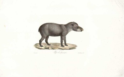 Tapir [bis] Tchicara