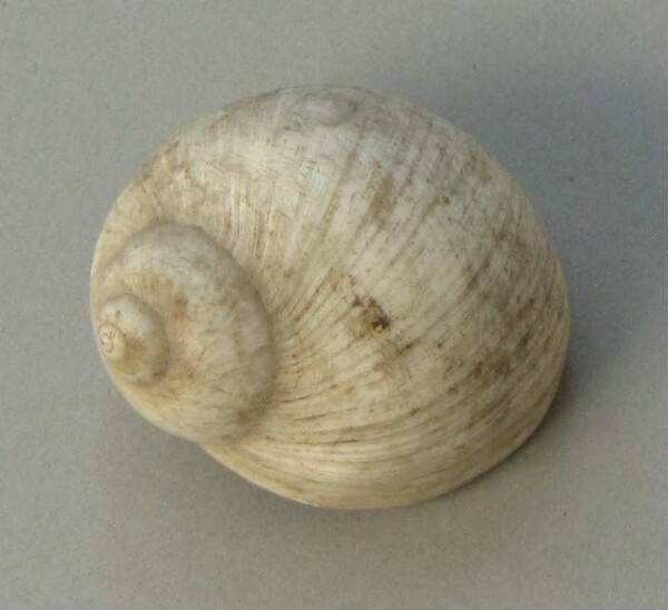 Snail shell as a pendant