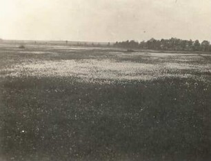 Oberlausitzer Niederung. Neudorfer Moor mit fruchtendem Wollgras