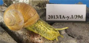 Weinbergschnecke