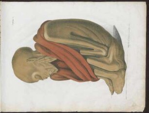 Lámina II. : Litografía del instituto litográfico de D. Leopoldo Müller en Viena