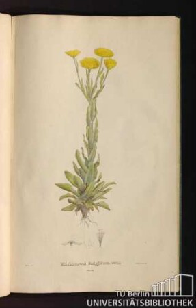 Tab. 53. Elichrysum fulgidum Willd.
