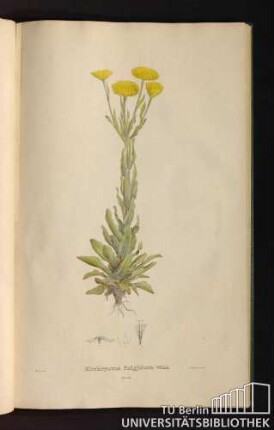 Tab. 53. Elichrysum fulgidum Willd.