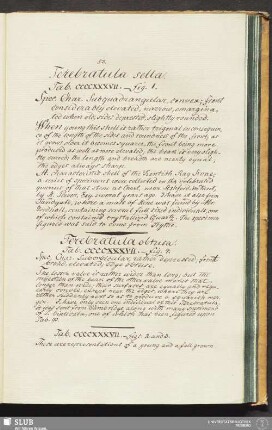 Terebratula sella. Tab. CCCCXXXVII. - fig. 1