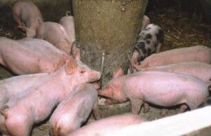 Fotografie: Fütterungstechnik, Mastschwein, Futtervorlage