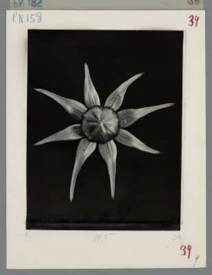 Schmuckkörbchen, Blütenknospe (Cosmos spec.)