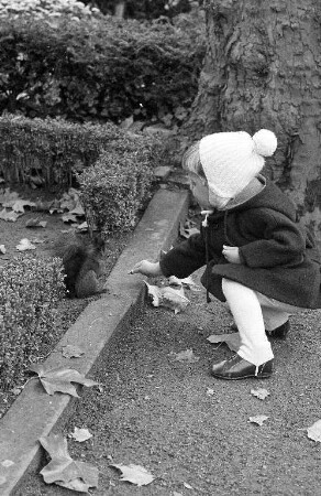 Eichhörnchen auf dem Karlsruher Hauptfriedhof.