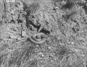Ringelnatter : Eine ruhende Ringelnatter (natrix natrix Linnaeus) vor der Häutung.