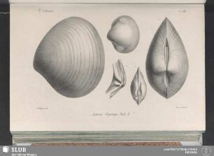 Pl. 258