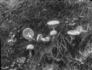 Ein Knollenblätterpilz : Ein Pilz aus der Familien der Wulstlinge (Amanita Persoon).