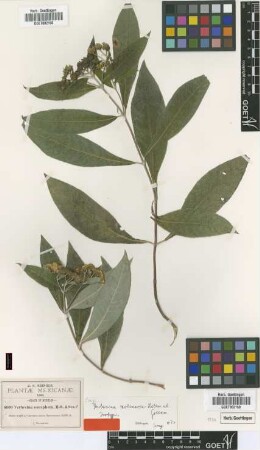 Verbesina oncophora B.L.Rob. & Seaton [type]