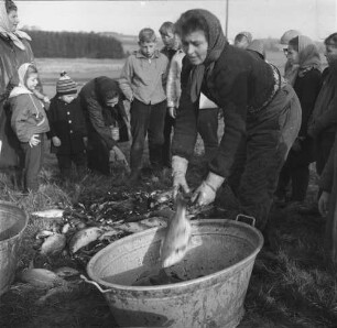 Nieder-Mooser Teich. Säuberung der abgefischten Fische (Karpfen)