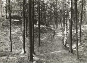 Teil des Vorwalls der slawischen Wallanlage (800/1000) im Forst Nimbschen im Kreis Grimma