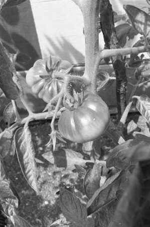 Tomaten in der Reihe "Tips der Verbraucherberatung"