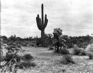Carnegiea gigantea : Ein Kaktus der Gattung Carnegiea gigantea.