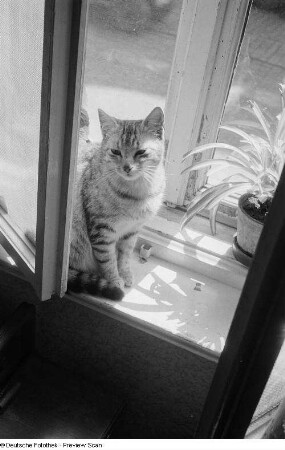 Eine auf einem Fensterbrett sitzende Katze