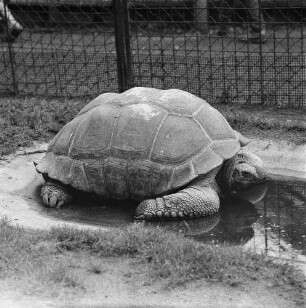 Zootiere. Riesenschildkröte im Tierpark Berlin-Friedrichsfelde