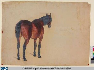 Stehendes Pferd von Hinten