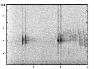 Buchfink | Fringilla coelebs - Ruf