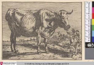 [Abgemagerte Kuh, im Hintergrund ein Dorf; The Cow With the Crumpled Horn]