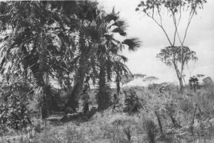 Kochstelle im Lager in Matarawe : Savannenlandschaft mit Kochstelle unter Fächerpalmen