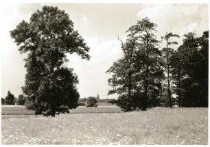 Nordsächsisches Tiefland (Leipziger Tieflandsbucht). Auenlandschaft der Weißen Elster bei Döhlen, nördlich von Pegau. Im Hintergrund die Kirche von Wiederau