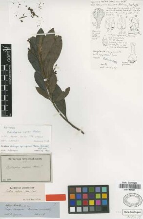 Ocotea oblonga (Meisn.) Mez subsp. cuprea (meisn.) Rohwer[isotype]