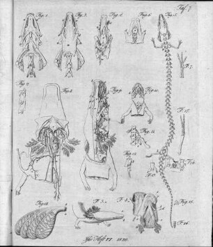 Tafel 7 zu Isis 1820 Heft VI. 1820